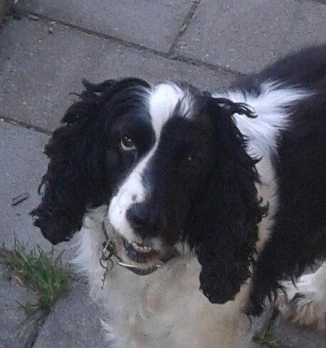 Cocker spaniel Perle billede 10