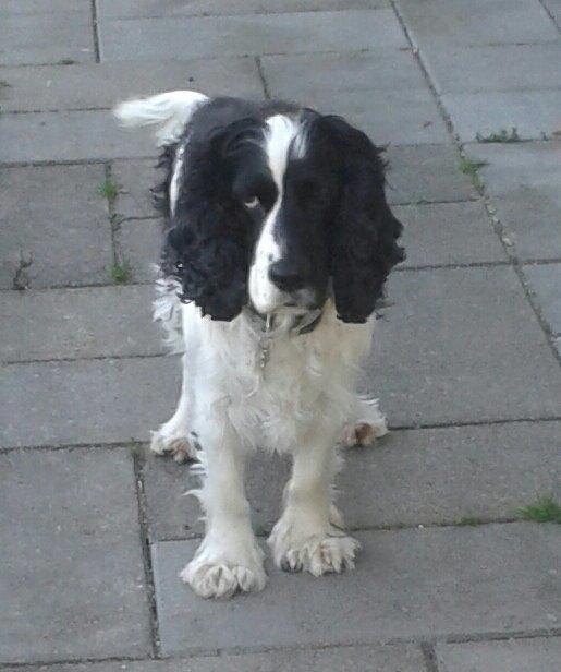 Cocker spaniel Perle billede 11