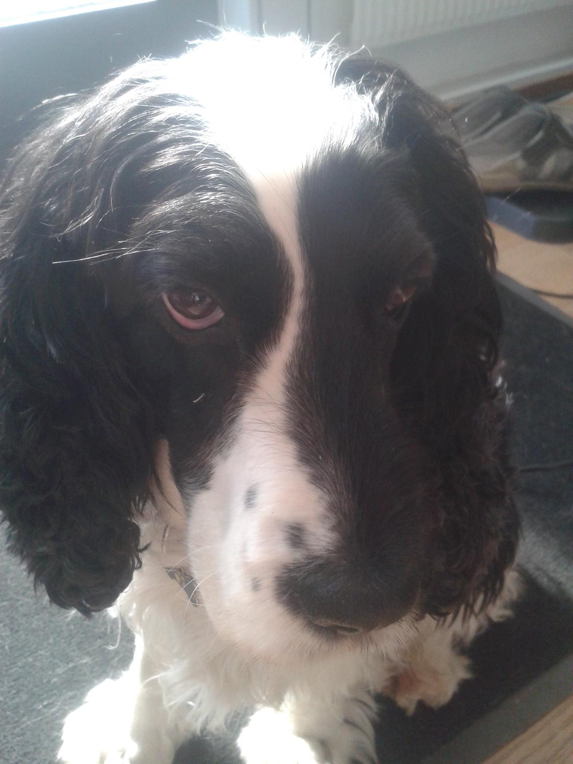 Cocker spaniel Perle billede 12