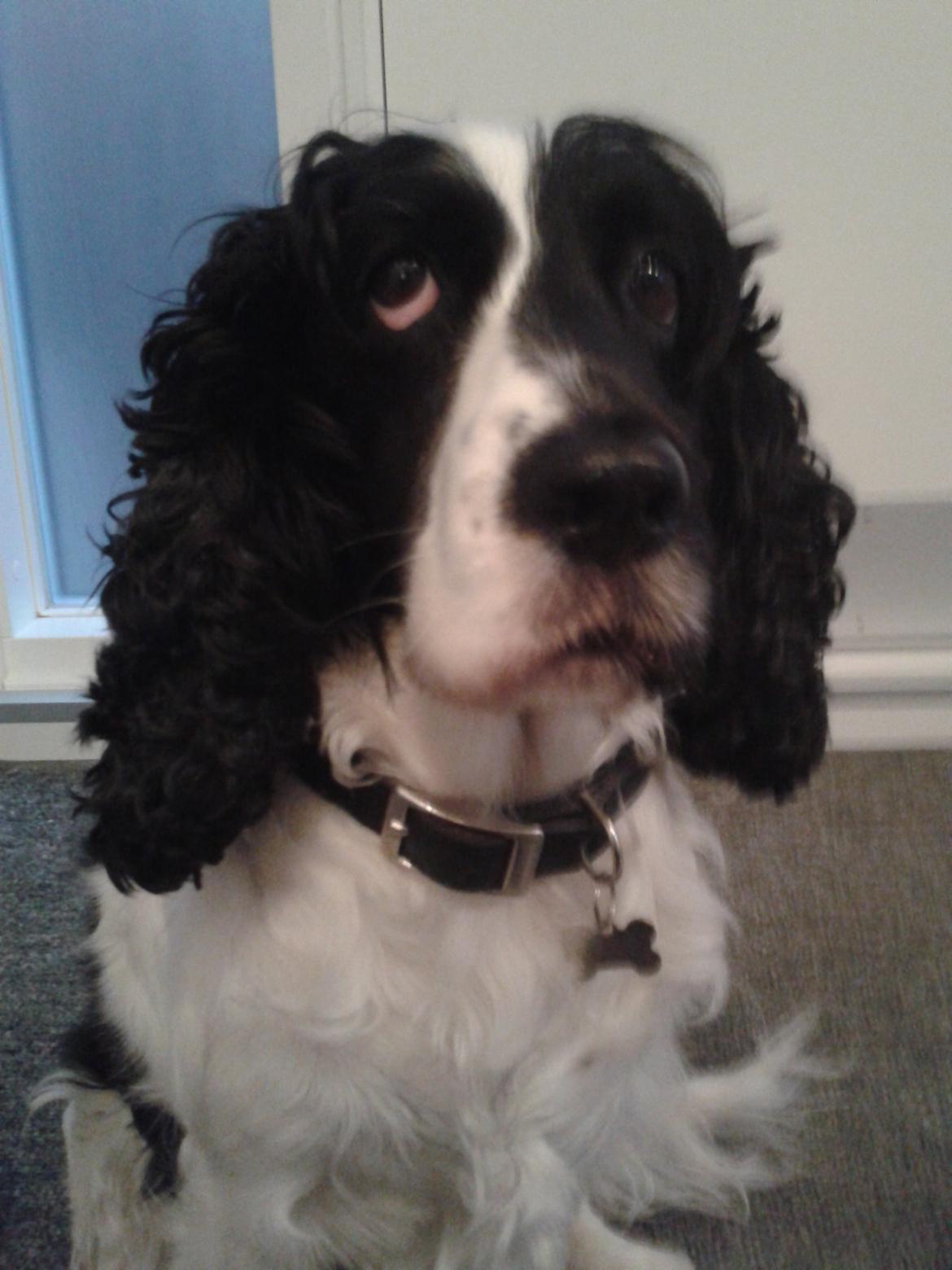 Cocker spaniel Perle billede 13