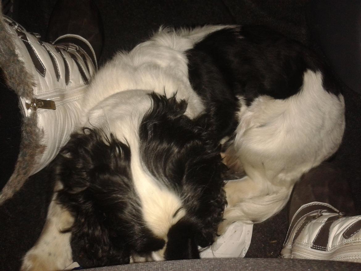 Cocker spaniel Perle billede 14