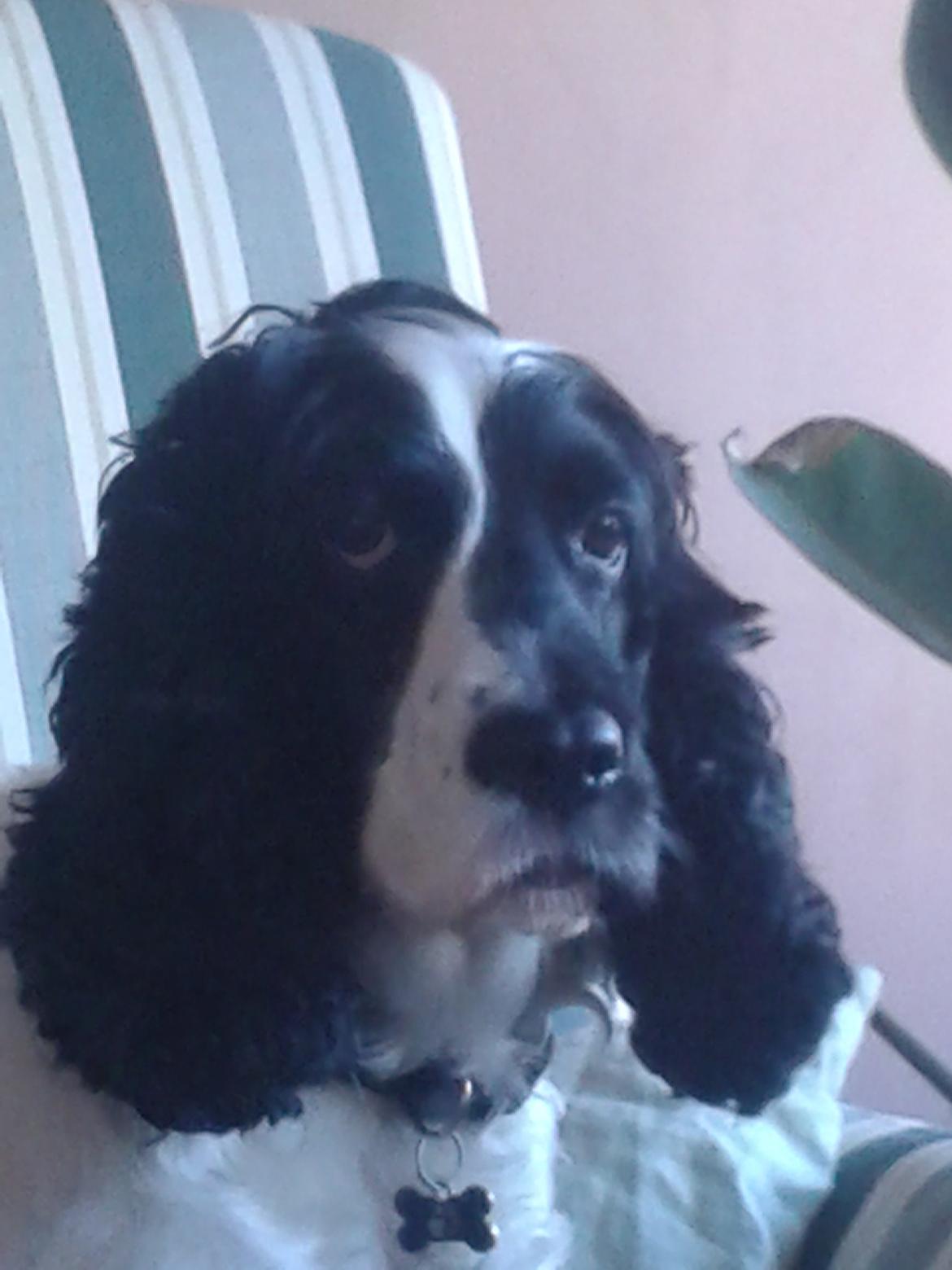 Cocker spaniel Perle billede 15