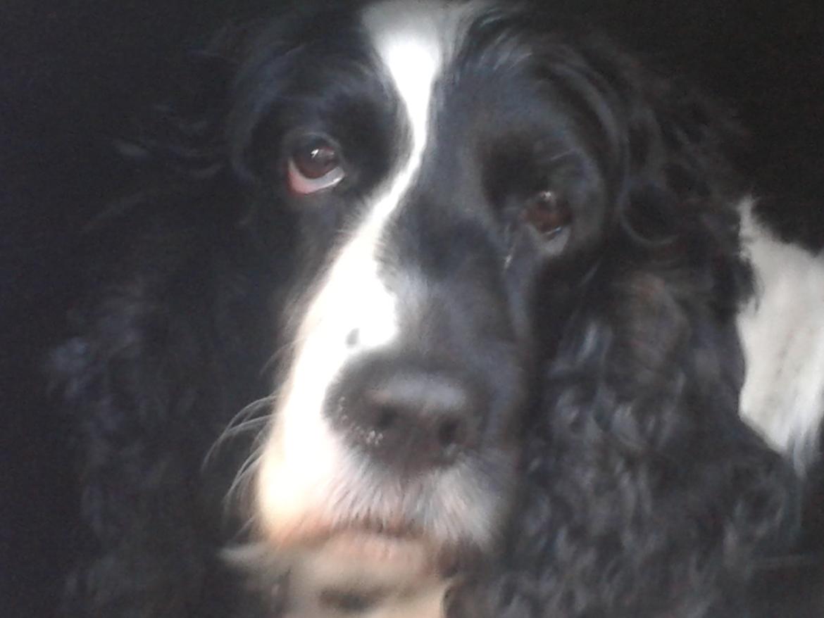 Cocker spaniel Perle billede 16