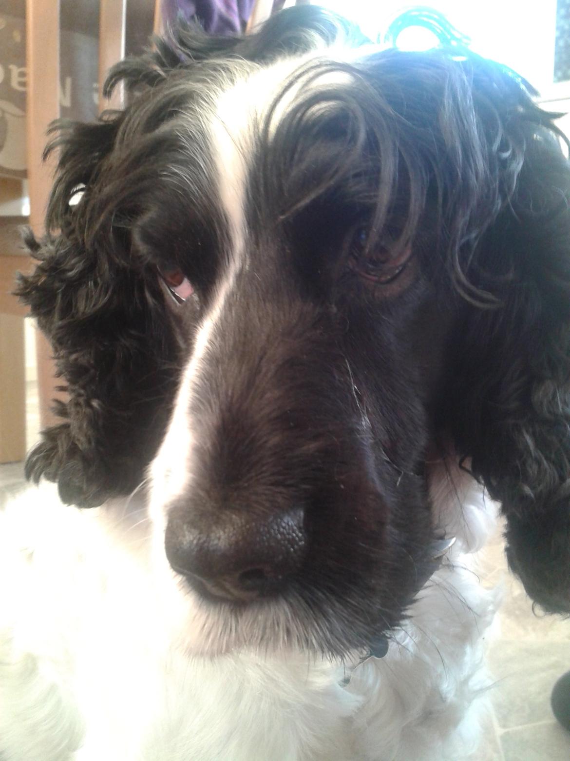 Cocker spaniel Perle billede 17