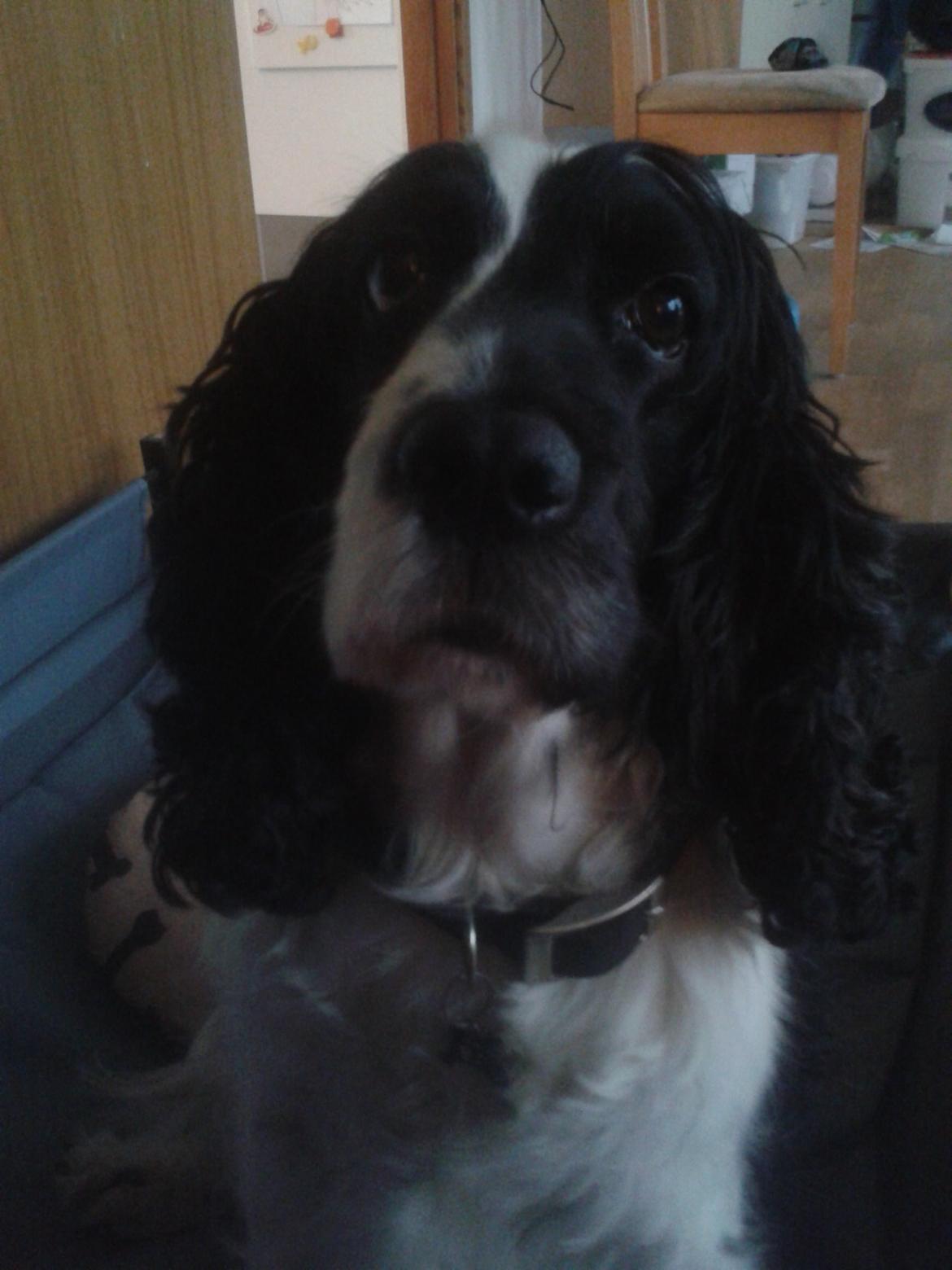 Cocker spaniel Perle billede 3