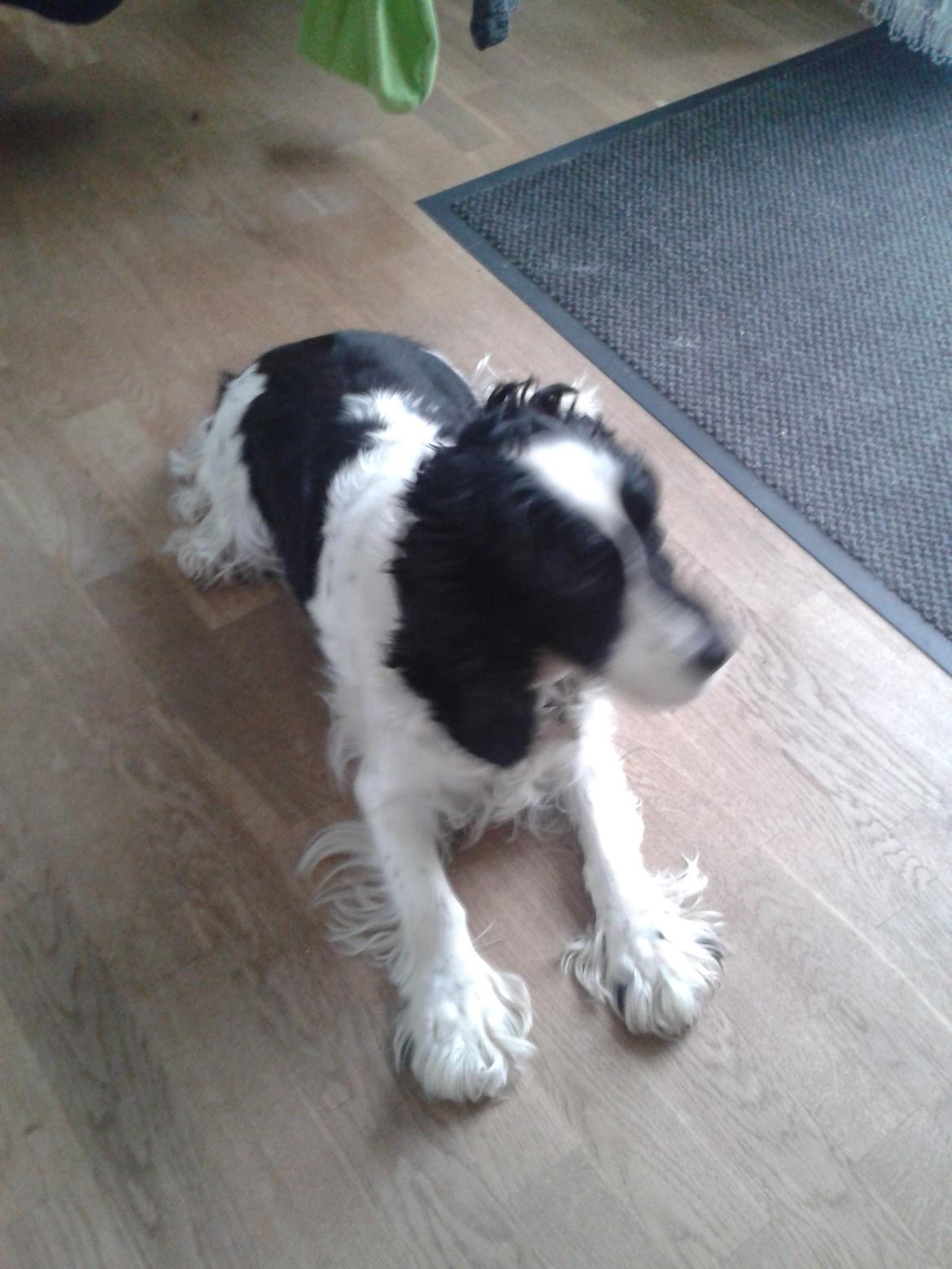 Cocker spaniel Perle billede 18