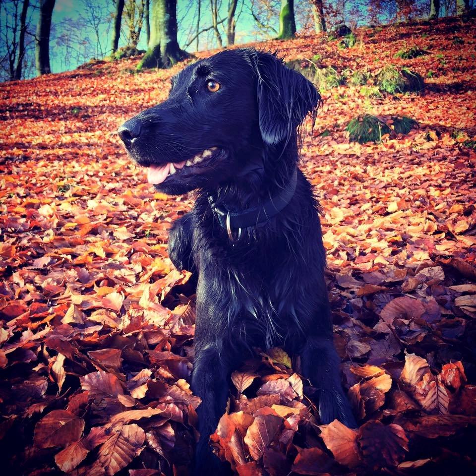 Blanding af racer Sia billede 1