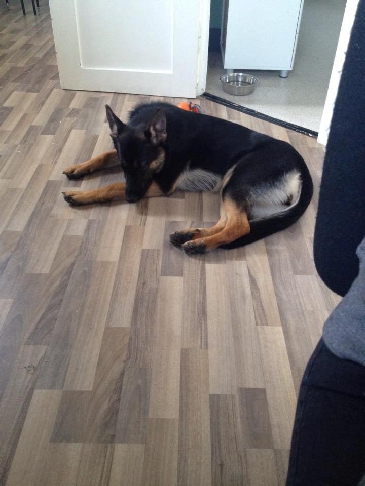 Schæferhund Amager's Nicki billede 6