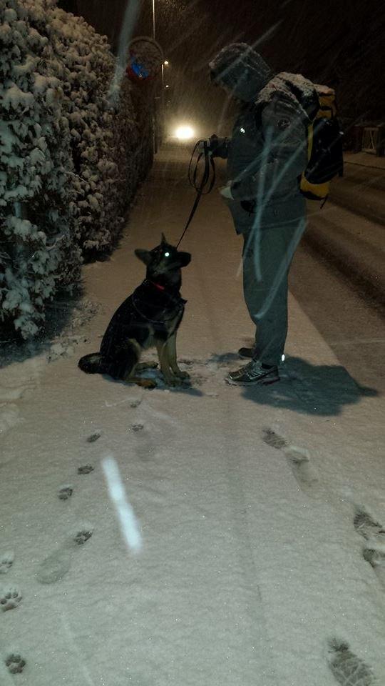 Schæferhund Amager's Nicki billede 8
