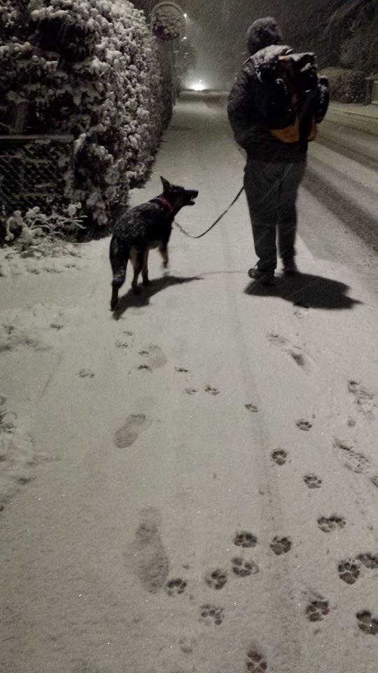 Schæferhund Amager's Nicki - Snevejr, hun har muligvis set noget som hvalp, men ellers først gang, da hun er født d. 10. Januar :) billede 9