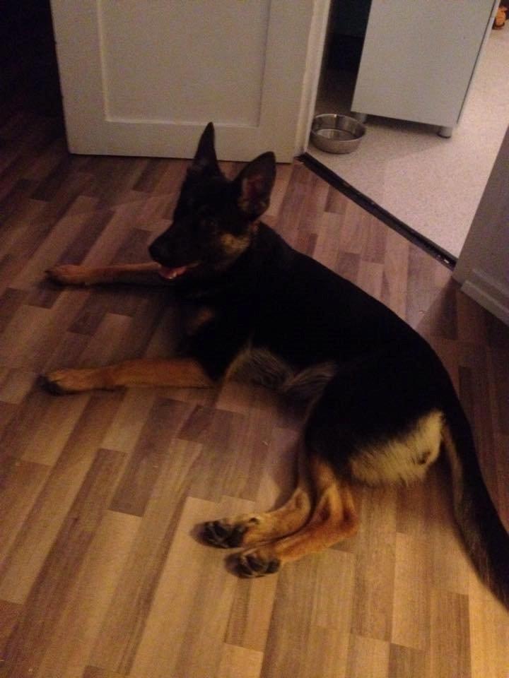 Schæferhund Amager's Nicki billede 7