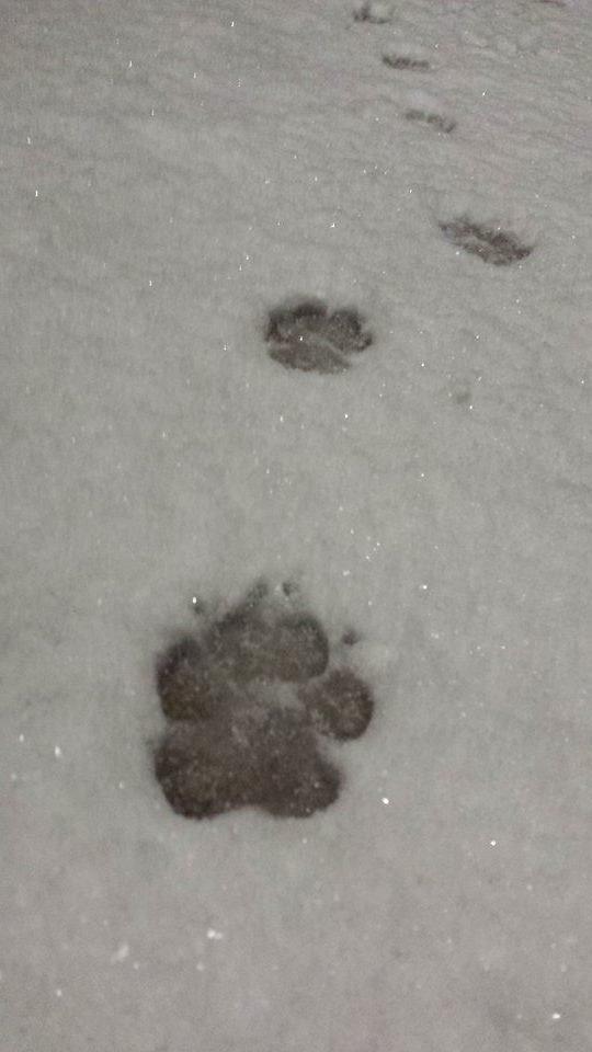 Schæferhund Amager's Nicki billede 10