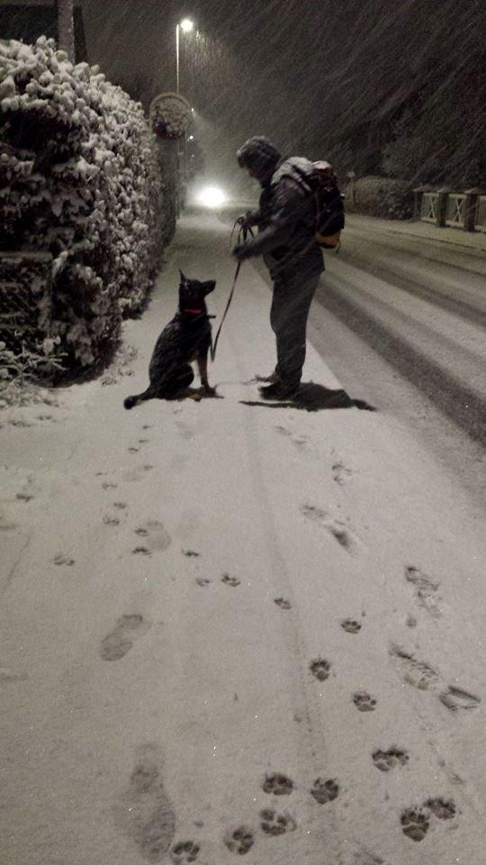 Schæferhund Amager's Nicki billede 11