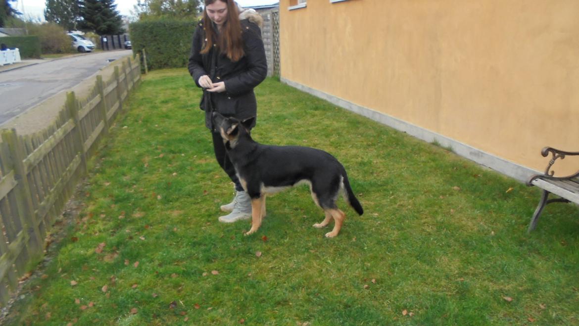 Schæferhund Amager's Nicki - Da vi var ude og besøge Nicki første gang billede 12