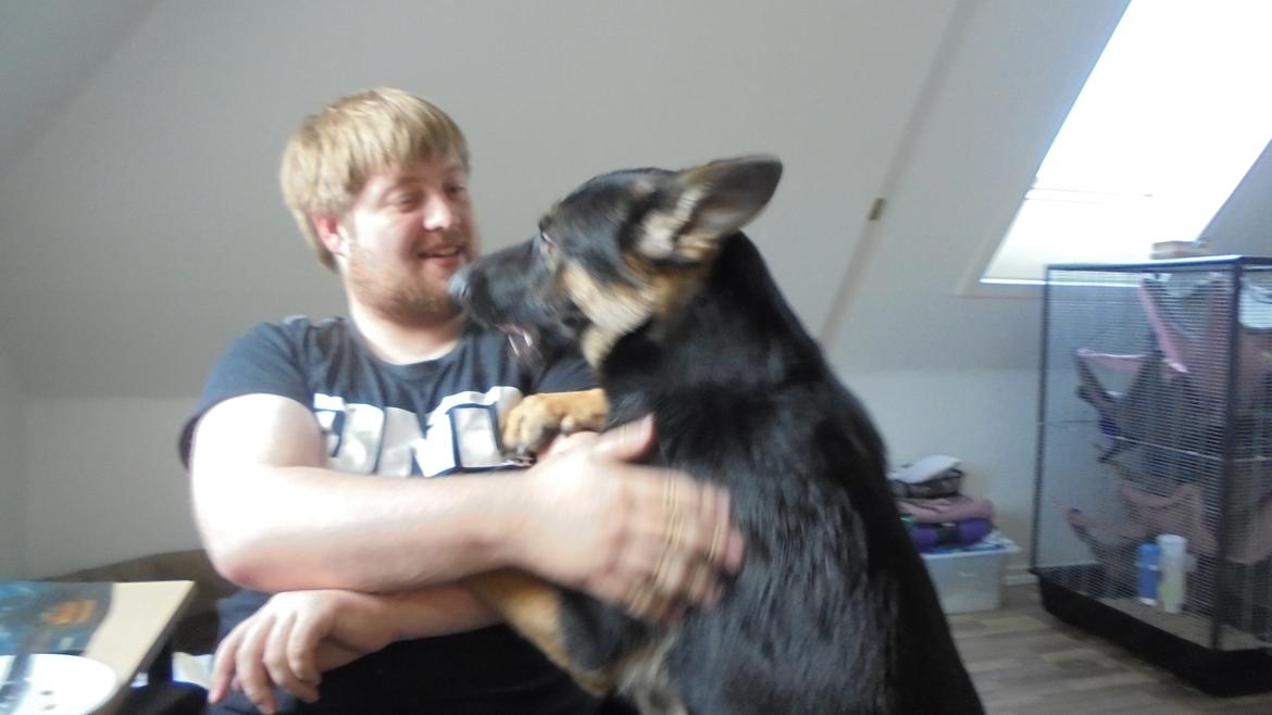 Schæferhund Amager's Nicki billede 13