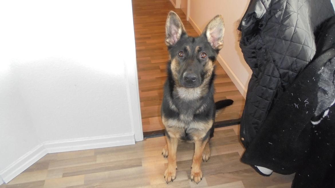 Schæferhund Amager's Nicki billede 5