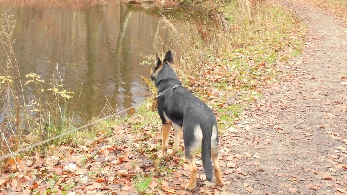 Schæferhund Amager's Nicki - Vi kigger på ænder.. billede 15