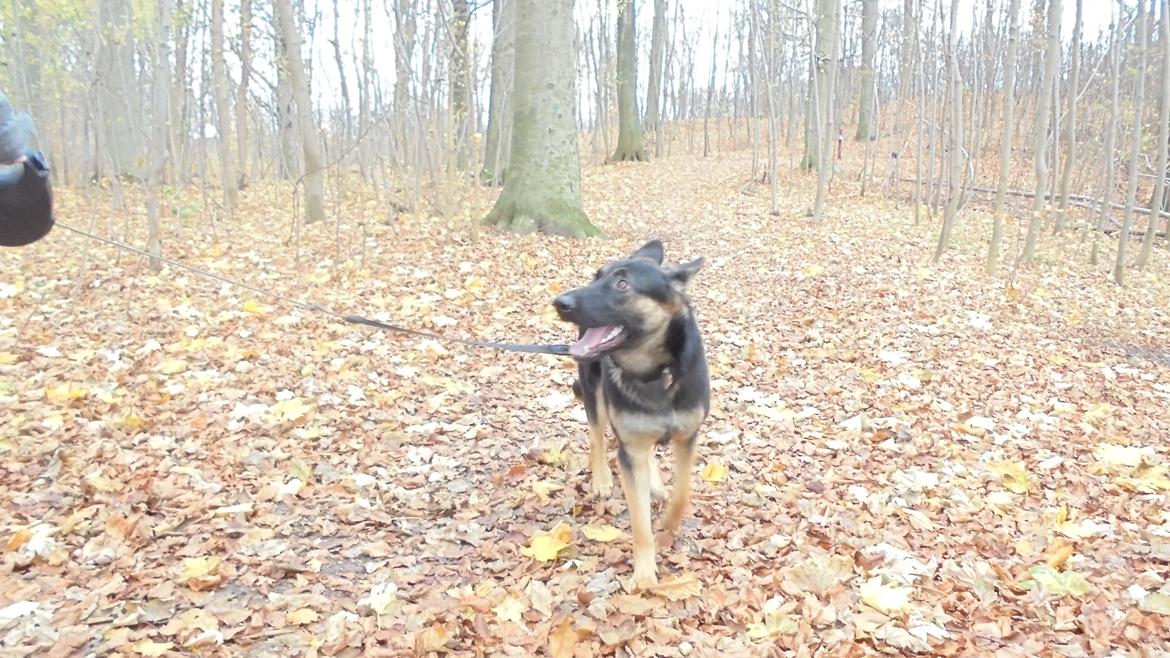 Schæferhund Amager's Nicki - Skovtur kun én uge før snevejret begyndte - sikken forskel! billede 14