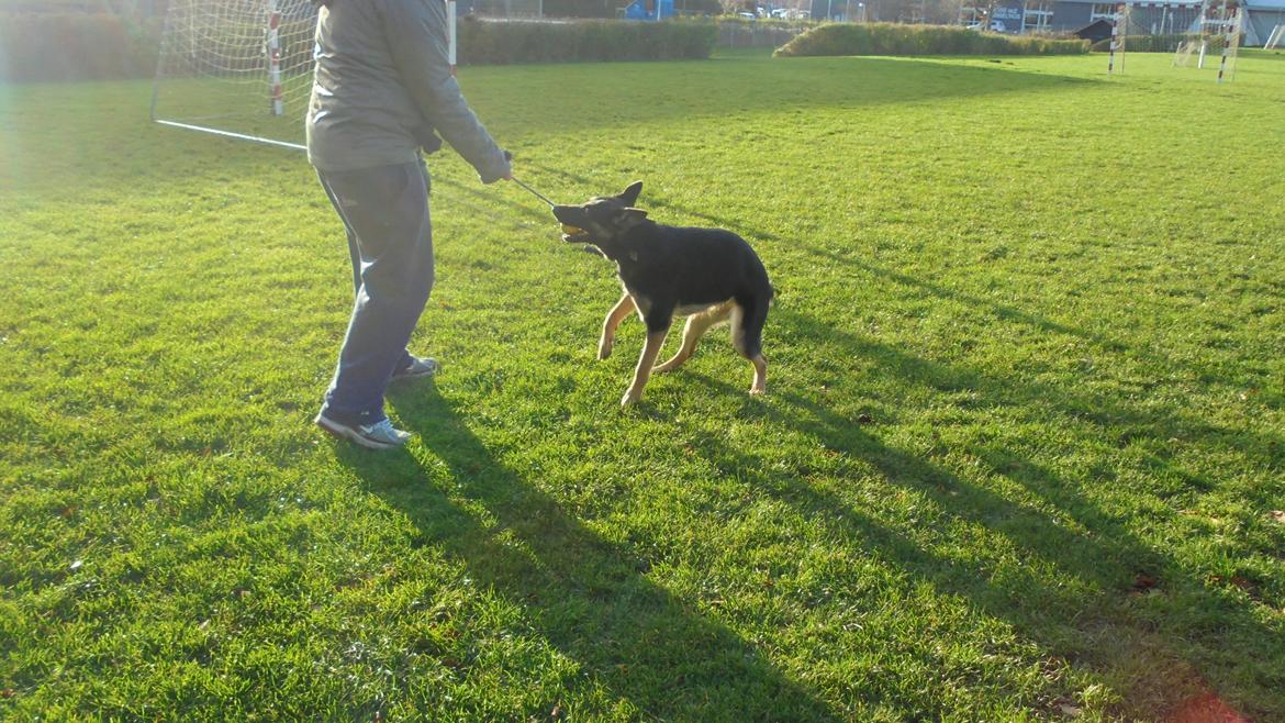 Schæferhund Amager's Nicki billede 17