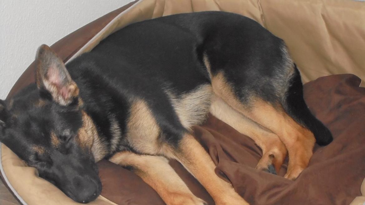 Schæferhund Amager's Nicki billede 18