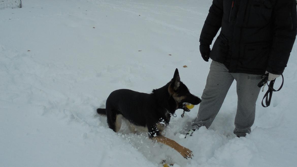 Schæferhund Amager's Nicki billede 19