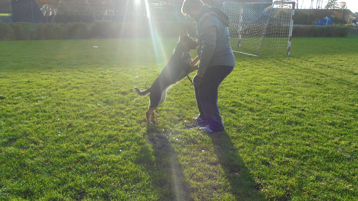 Schæferhund Amager's Nicki billede 16