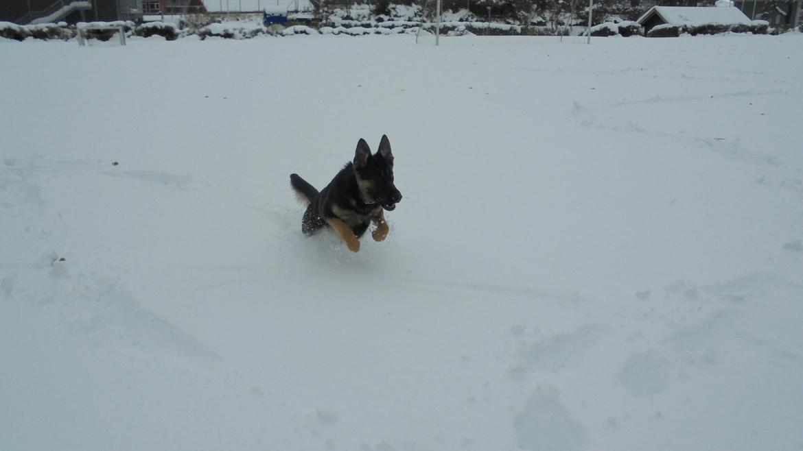 Schæferhund Amager's Nicki billede 20