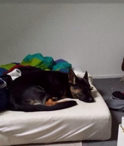 Schæferhund Amager's Nicki - Nicki gået død efter en spændende dag :) billede 22