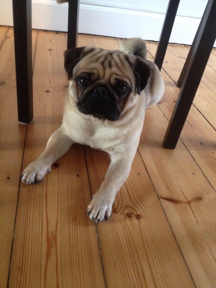 Mops Elvis billede 4