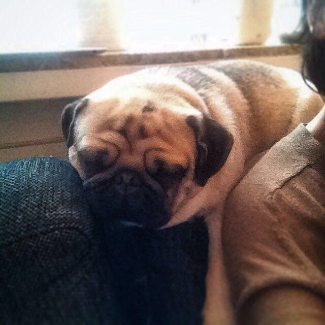 Mops Elvis billede 5