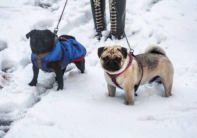 Mops Elvis billede 6