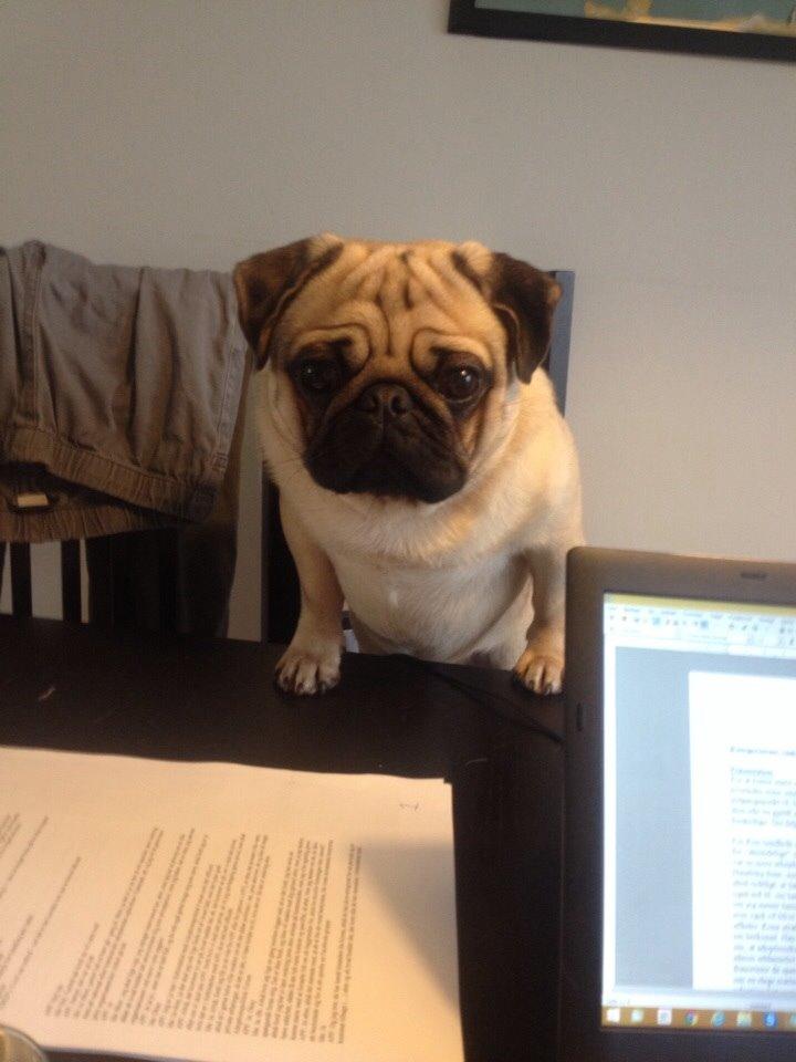 Mops Elvis billede 7