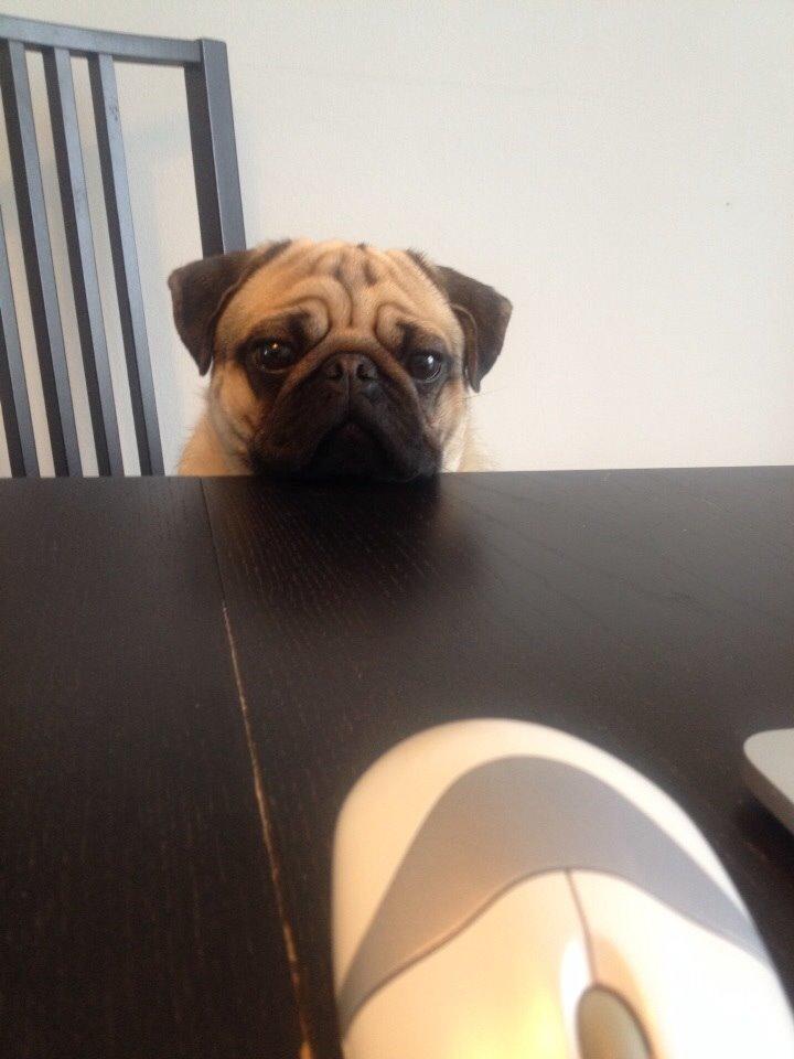 Mops Elvis billede 8