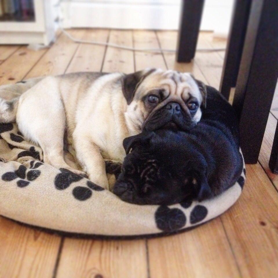 Mops Elvis billede 9