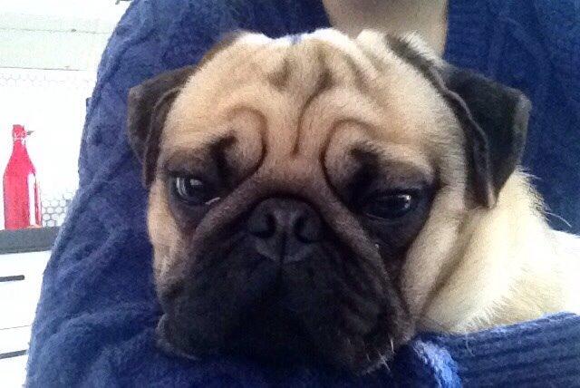 Mops Elvis billede 10