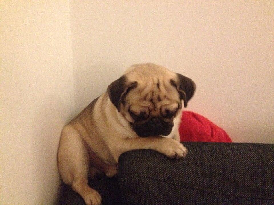 Mops Elvis billede 11