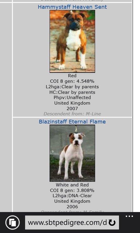 Staffordshire bull terrier Chika billede 21