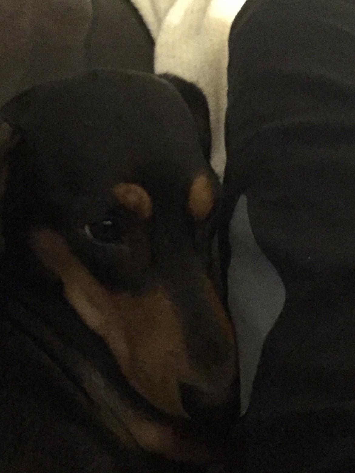 Gravhund Tilde billede 1