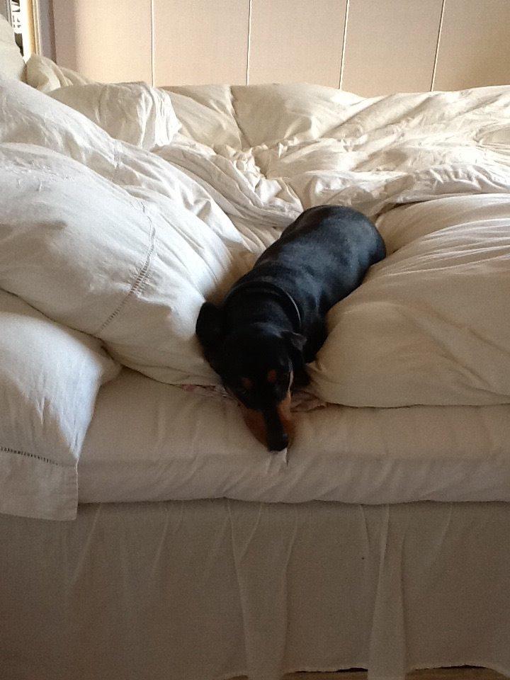 Gravhund Tilde billede 3