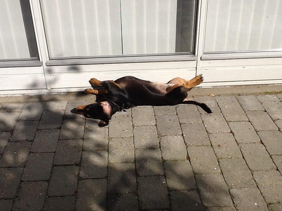 Gravhund Tilde billede 4