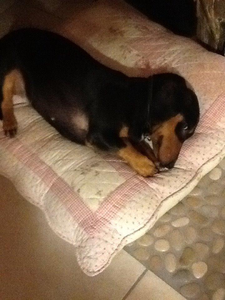 Gravhund Tilde billede 2