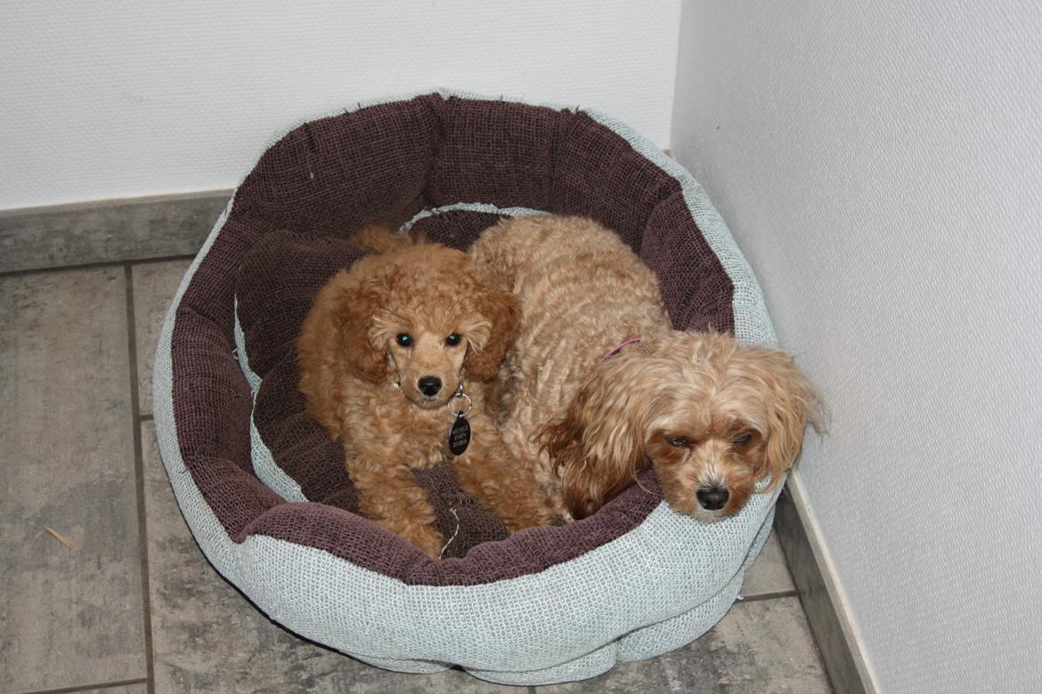 Dværgpuddel Nahla - 27-11-15. Nuggi og Nahla billede 21