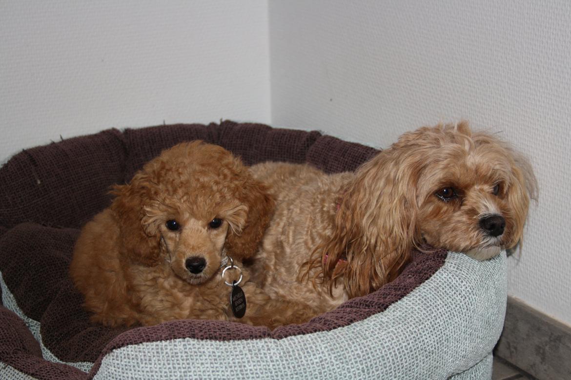 Dværgpuddel Nahla - 27-11-15 billede 22