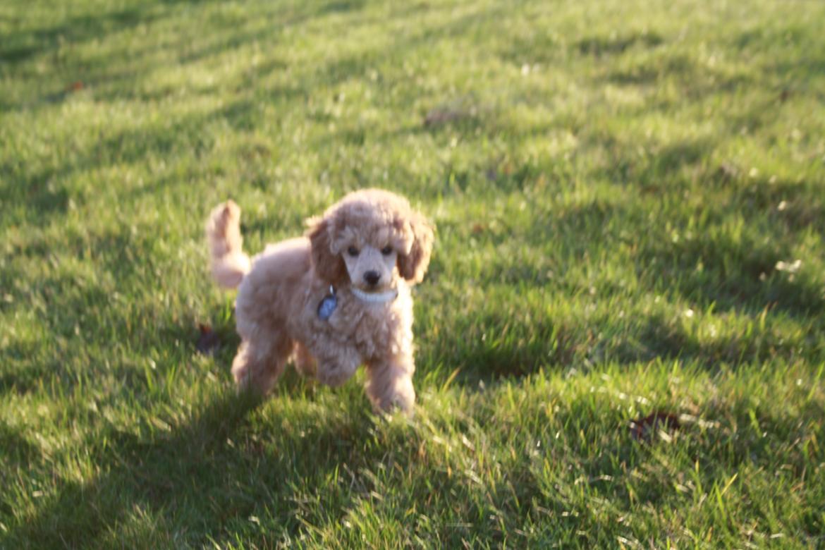 Dværgpuddel Nahla - 28-11-15 billede 29