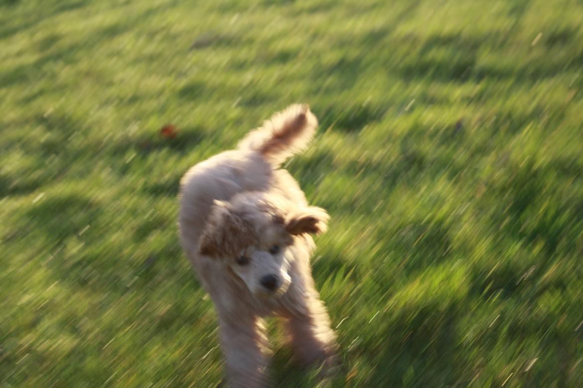 Dværgpuddel Nahla - 28-11-15 billede 24