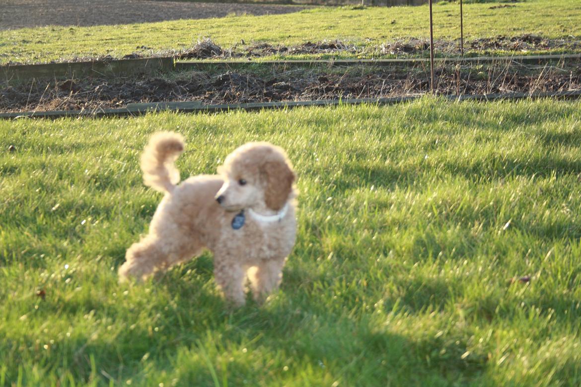 Dværgpuddel Nahla - 28-11-15 billede 25