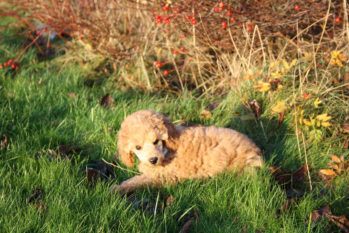 Dværgpuddel Nahla - 28-11-15 billede 26