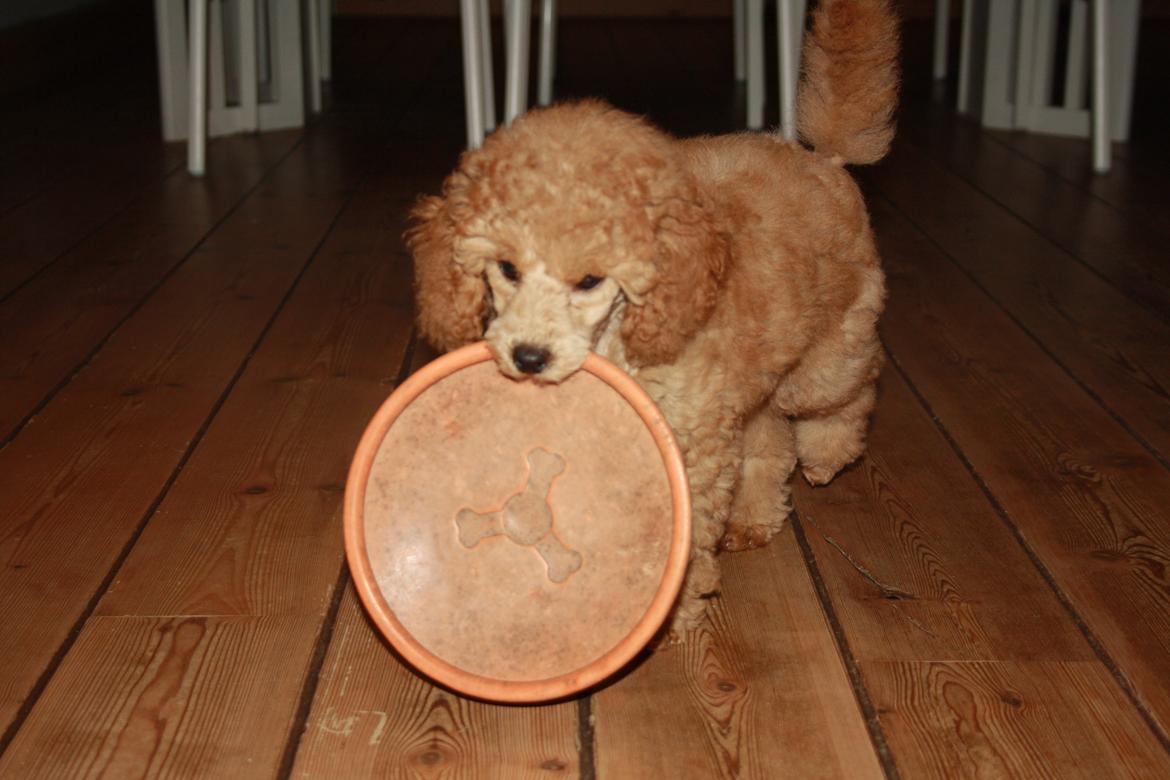 Dværgpuddel Nahla - 27-11-15 billede 19