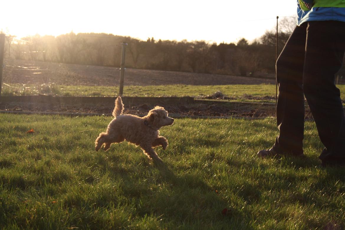 Dværgpuddel Nahla - 28-11-15 billede 27