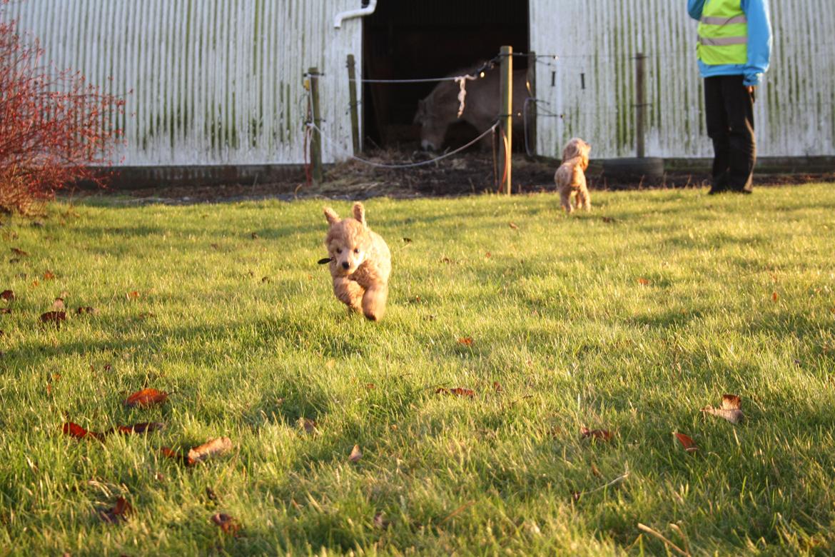 Dværgpuddel Nahla - 28-11-15 billede 28
